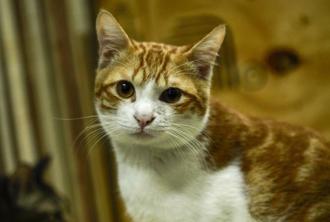 狂犬病致死率近100％ 符合1條件貓隻7月卻可免施打疫苗