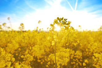 5／5「立夏」！4生肖慎防血光災 這幾招快記下保平安