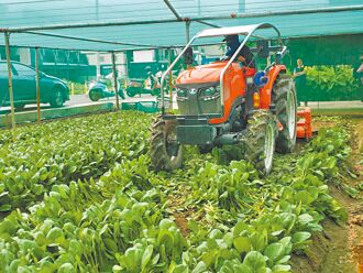 菜價低迷多耕鋤 雲林農民辛酸