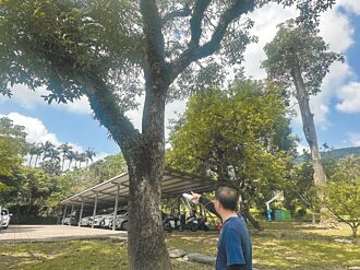 台東 利嘉國小芒果零結果 歷年首見