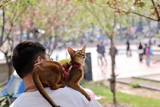 與毛孩同行 陸高鐵推寵物託運