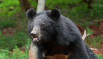高雄梅山首傳黑熊受困 居民助野放 揭不法陷阱威脅