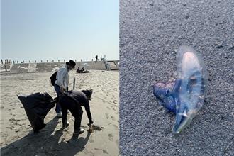 高雄西子灣疑有「僧帽水母」 毒性強恐致命 海洋局急示警