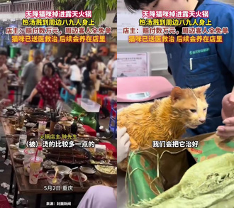 「天降貓咪」砸進火鍋！熱湯噴濺9人 重慶店主收編：打工還債