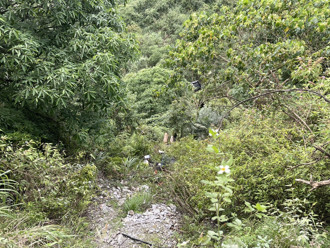 宜兰武荖坑林道会车坠谷意外！ 驾驶失控衝出山道命丧山谷