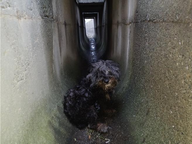 雪納瑞犬受困在1公尺深的水溝。（新北市動保處提供）