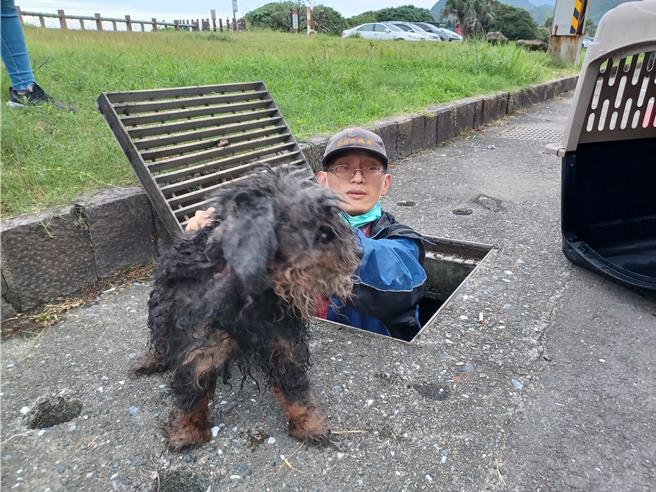 王嚴緒從水溝救起受困的雪納瑞犬。（新北市動保處提供）