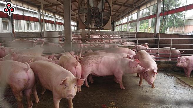 國內養豬業者不得使用萊克多巴胺等瘦肉精。（報系資料照）