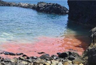 澎湖今年首現海上粉紅派對！七美臥牛灣再見珊瑚產卵