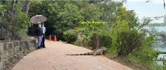 澄清湖「恐龙」出没？170cm绿鬣蜥大到像鱷鱼