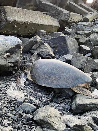 七美嶼傳綠蠵龜擱淺 專船後送收容觀察