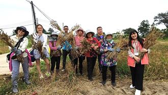 金門金色麥浪隨風搖曳 親子下田樂當一日農夫