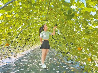 打卡仙境 淡水南瓜隧道免費玩