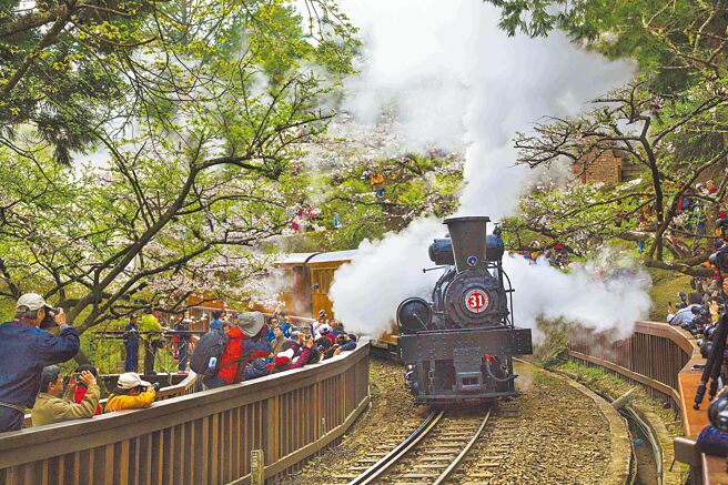 阿里山樱花季每年吸引眾多游客上山赏花。（阿里山管理处提供／吕妍庭嘉义传真）