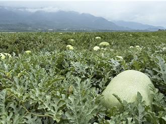花莲大西瓜玉里5／15率先上市 寒害影响价格略增2成