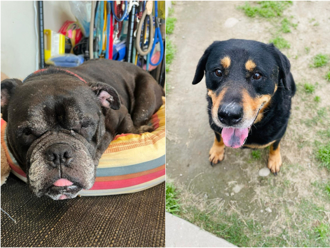 桃園認養浪犬貓福利再升級 狂犬疫苗終身免費