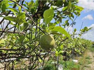 屏東檸檬被氣候異常害慘 農損嚴重產量剩3成 