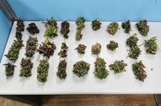 新莊某公園驚見大麻活株？ 警查緝竟是麻農怕被抓亂丟棄