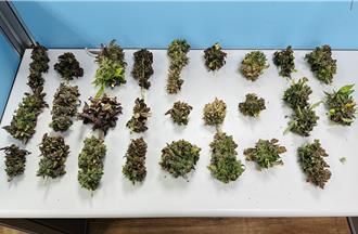 新莊警突襲頂加　查獲租客自學種大麻  公園內起出30活株