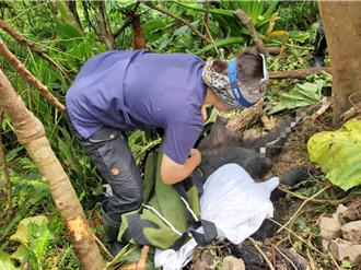 台東斑鳩林地黑熊受困套索 感染敗血症傷重不治