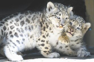 WWF藉AI保護雪豹