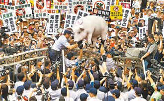 澳洲問題豬 複驗含萊劑將銷毀