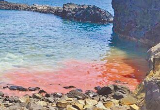 澎湖 七美臥牛灣珊瑚產卵 海龜擱淺