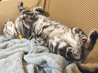 議員籲鶯歌生命紀念館 設寵葬專區