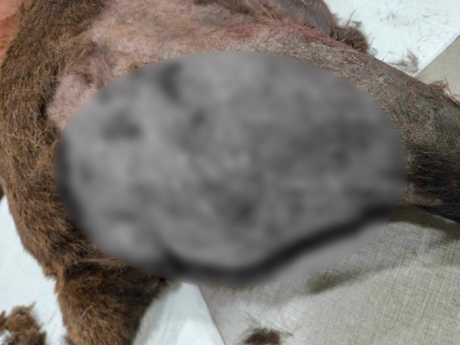 竹縣五峰浪浪小胖黑狗，遭遊客的家犬攻擊狠咬，所幸最後送醫暫無生命危險，當地居民控訴遊客事後不理。（翻攝爆料公社)