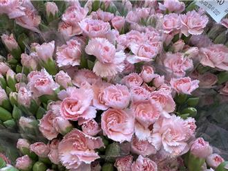 康乃馨價格與去年持平 業者提醒：避免買到冷藏花