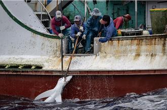  台灣漁業非法濫捕層出不窮 綠色和平批漁業署：視而不見