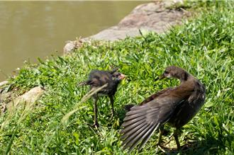 新北大汉溪湿地赏鸟季开跑 红冠水鸡、台湾八哥现踪