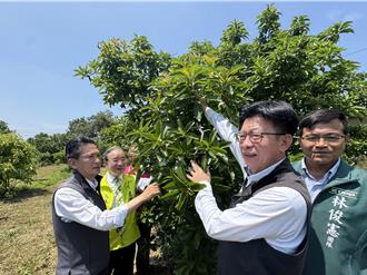 台南酪梨著果率差 農業部允諾全區納入補助