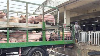 台灣引進澳洲萊豬 新竹縣把關營養午餐 嚴選國產豬