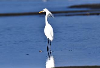 鳥界翩翩公子「唐白鷺」現蹤台東知本溪 飄逸秀髮羨煞女性