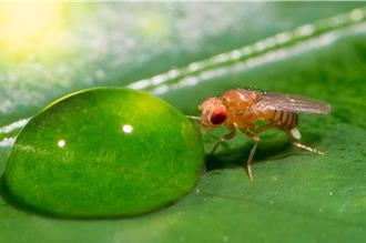 解開記憶之謎 長庚大學透過果蠅喝水研究登國際期刊