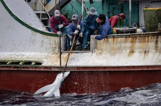 綠色和平指台漁船獵捕鯊魚 漁業署澄清為保育生態研究