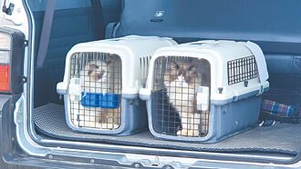 澎湖36走私寵物貓 全數安樂死