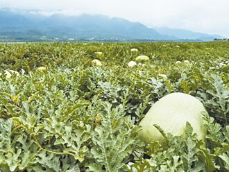 花莲大西瓜 5／15玉里开园上市