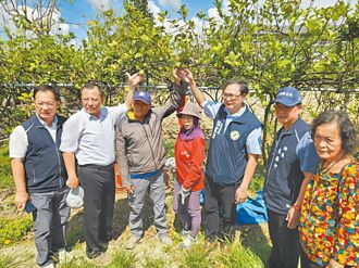 氣候異常 屏東檸檬產量剩3成