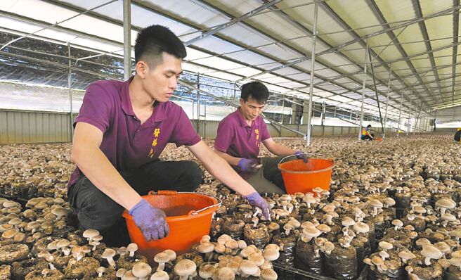 台中市新社区是香菇生产重镇，受少子化、高龄化衝击，菇农只得聘请外籍移工解决人力问题，新社菇寮四处可见外籍移工。（李京升摄）