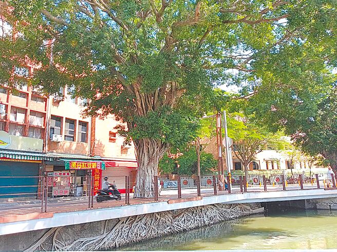 高雄莲池潭风景区春秋阁北侧1株榕树，其树根盘根错节壮观景象，彷佛宫崎骏动画《天空之城》奇幻场景。（高市观光局提供／柯宗纬高雄传真）