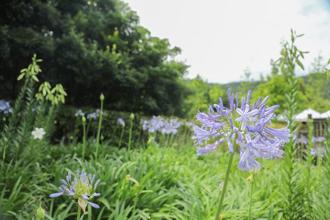 「愛情花季尋寶 鷲在內雙溪」熱情開跑！淡紫百子蓮浪漫綻放