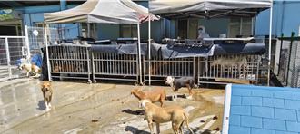 苗縣動保所輔導民間狗場合法化 完善流浪犬貓收容環境