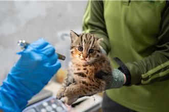 新生石虎命名投票出爐！冠亞軍「野獸、仙貝」落榜 台北動物園曝原因