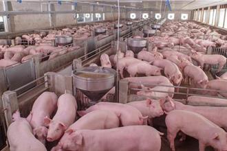 3批萊豬叩關掀熱議 營養午餐藏疑慮 議員籲揭露資訊