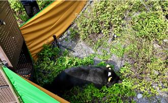 台灣黑熊重返山林 屏大武部落族人祈福賜名「Tawmele」