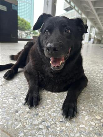 南一中集體記憶「小黑」過世 學生想立雕像 校方這樣說