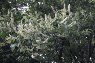 走進花與光的森林饗宴 來大雪山及八仙山國家森林遊樂區擁抱自然