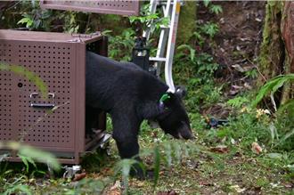 台湾黑熊「力鹿克」野放追踪创纪录 林保署公开珍贵数据